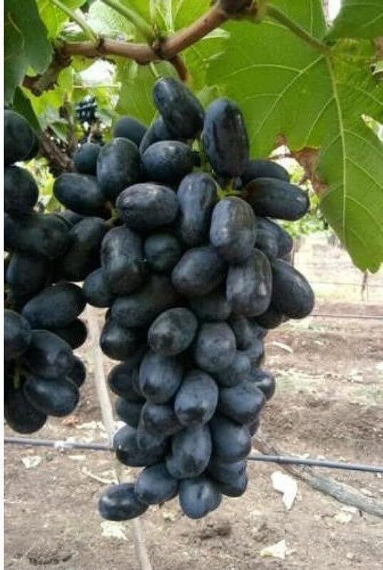 Cloud Farm Grapes Plant(Hybrid, Pack of 1)
