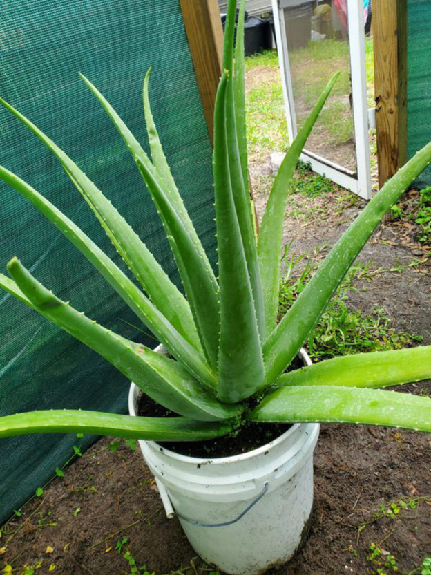 Heaven Heaven Of Saplings Aloe Vera Plant  sapling(Hybrid, Pack of 1) - Flipkart Deal