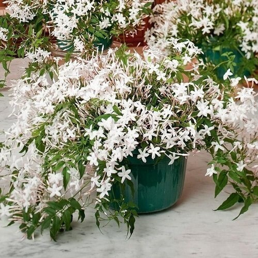 Cloud Farm Night Bloom Jasmine Plant  sapling(Hybrid, Pack of 1)