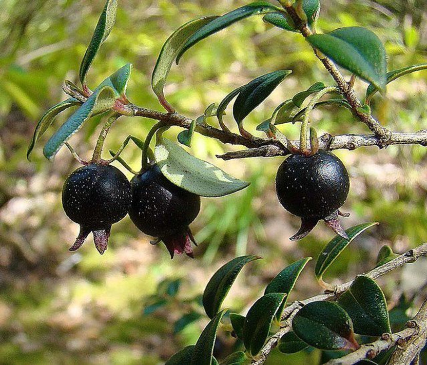 Adrita Guava Plant(Hybrid, Pack of 1)