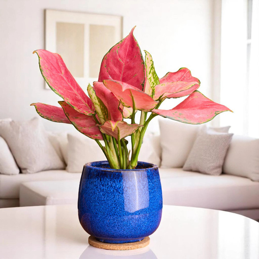 Nurturing Green Red Aglaonema Plant(Hybrid, Pack of 1)