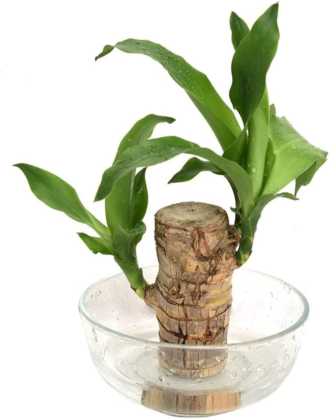 Moistii Moistii Lucky Brazil Wood Potted Plant, Healthy Indoor Live Lucky Brazilian Wood Plant A Seed(1 per packet) - Flipkart Deal