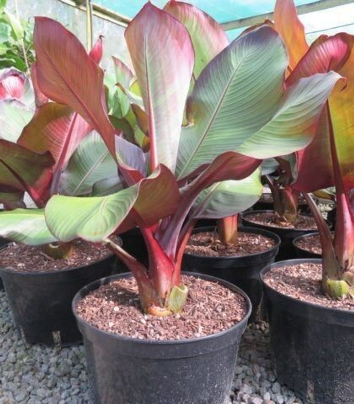Adrita Banana Plant(Hybrid, Pack of 1)