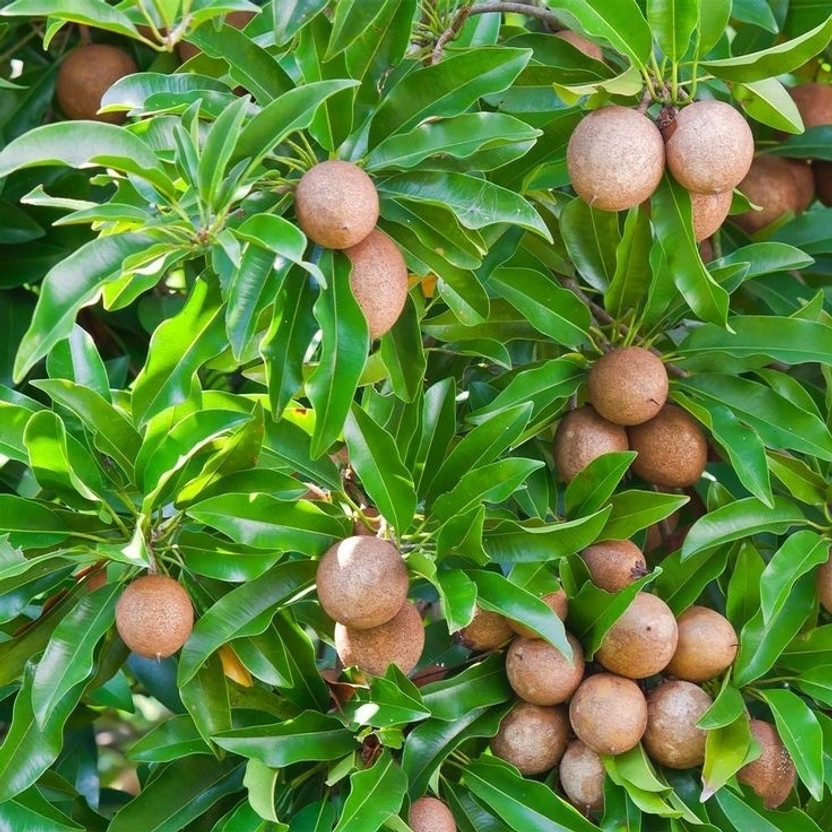 Sapodilla Chiku Plant(Hybrid, Pack of 1)