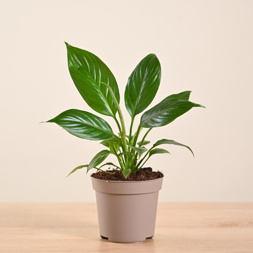 UGAOO Peace Lily Plant(Pack of 1)