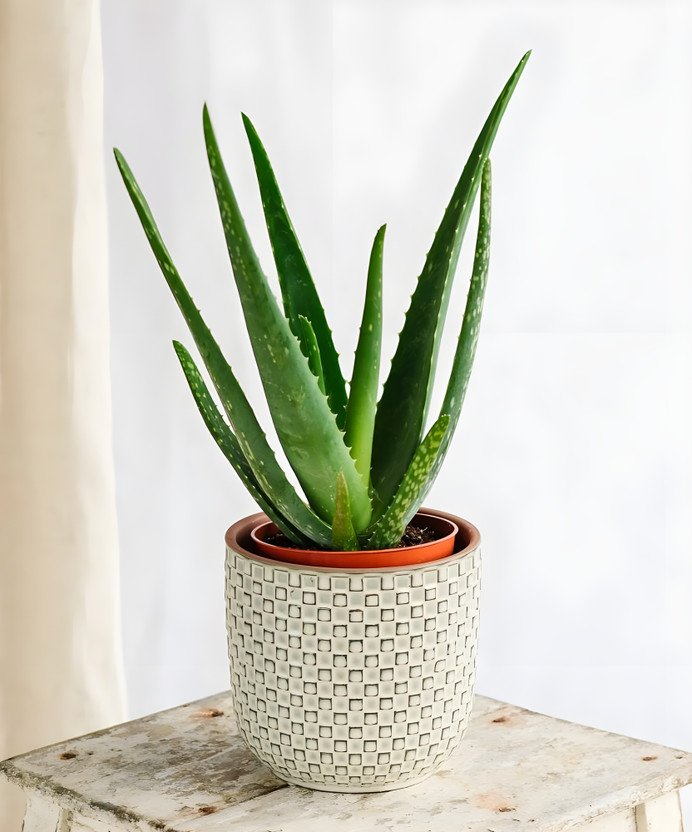 ALOCHUZ Aloe Vera Plant(Hybrid, Pack of 1)