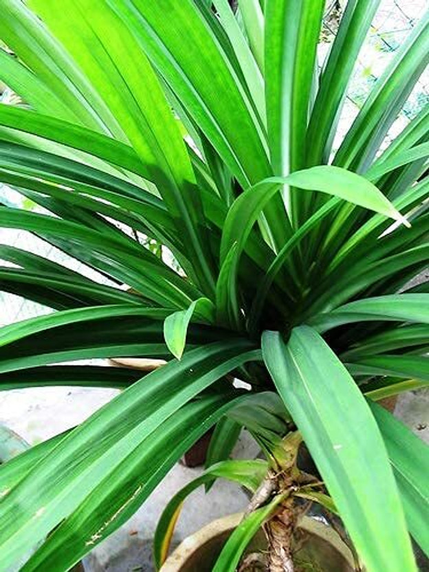 Cloud Farm Basmati Plant  sapling(Hybrid, Pack of 1)