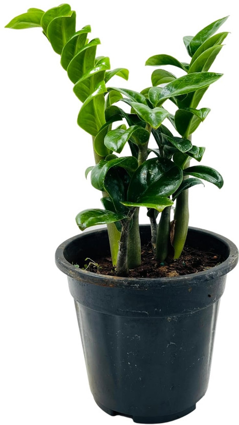 Live Plants ZZ Plant, Zamia ZZ Dwarf Plant(Hybrid, Pack of 2)