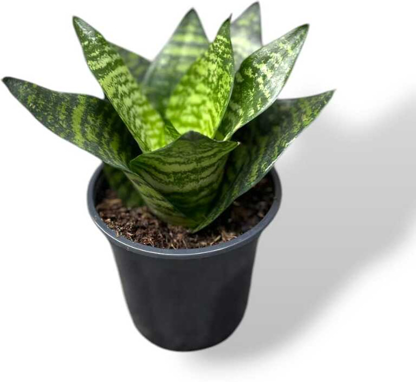 Mahadev Traders Snake Plant(Pack of 1)