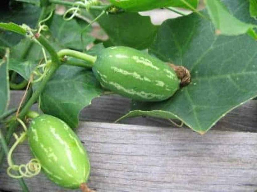 Kapebonavista Kundru/Ivy Gourd Plant Price in India Buy Kapebonavista