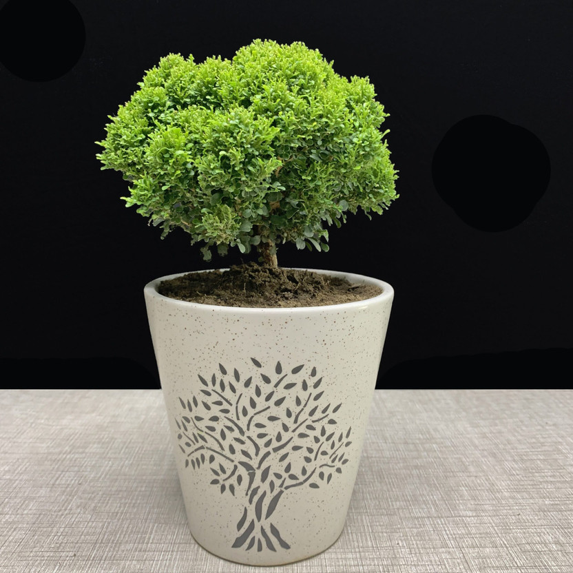 Growerstore Madhu Kamini Plant(Hybrid, Pack of 1)