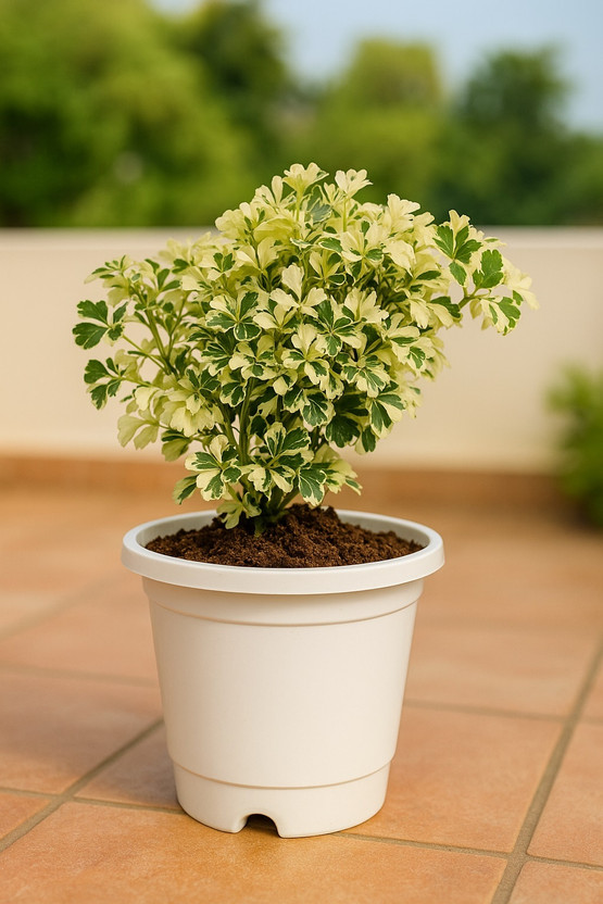 IndiForce Aralia Plant(Pack of 1)