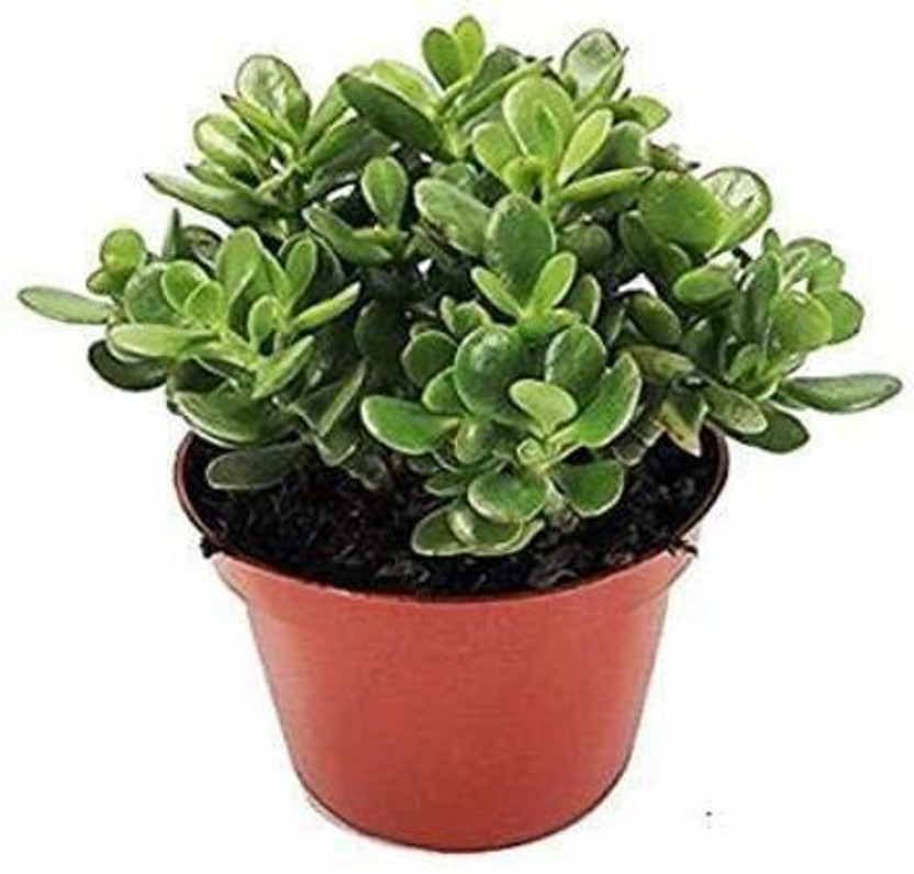 Sundhi Crasulla Ovata Plant(Pack of 1)