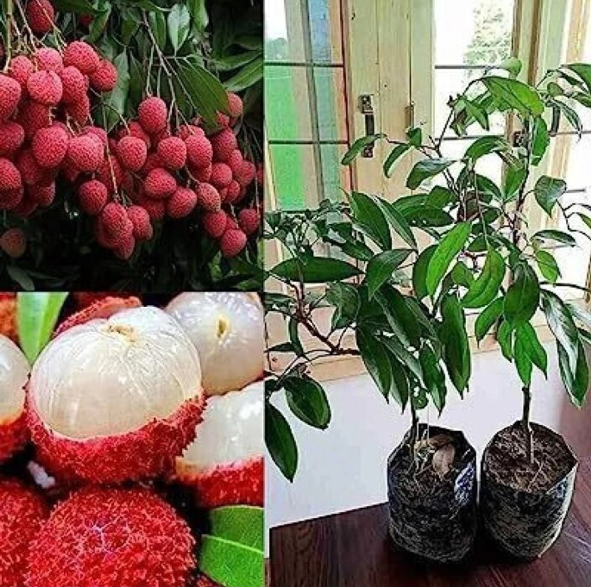 LATOSTAZAS Litchi Plant(Hybrid, Pack of 1)
