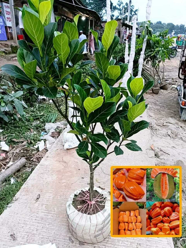 hybrid kathal Jackfruit Plant(Hybrid, Pack of 1)