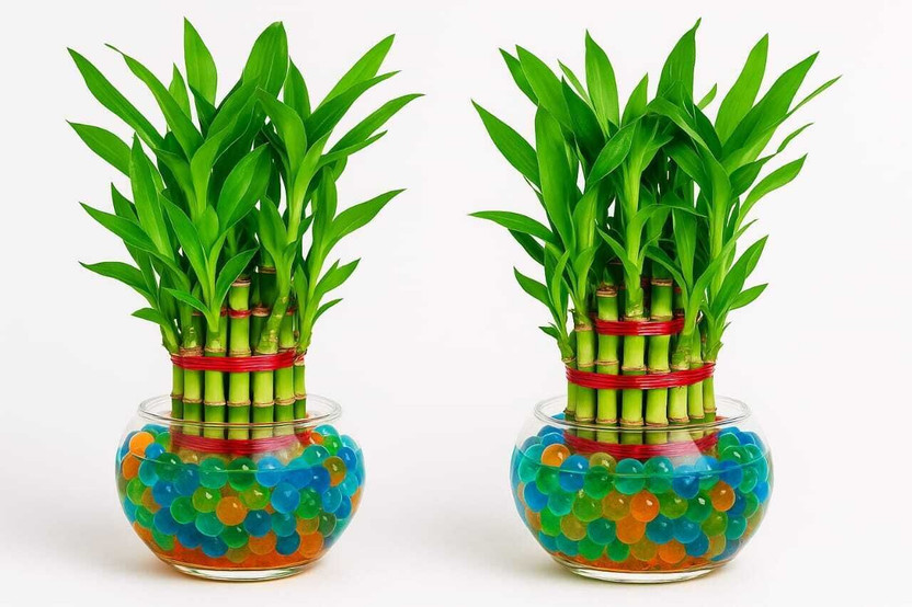 BloomShadow Three Layer Bamboo Plant(Pack of 1)