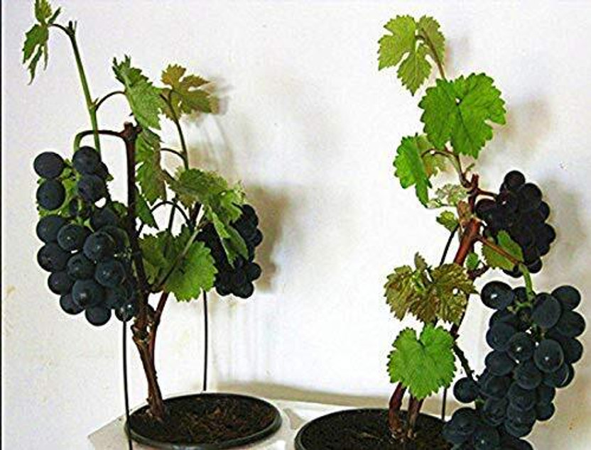 dream shop now Grape Plant(Hybrid, Pack of 1)
