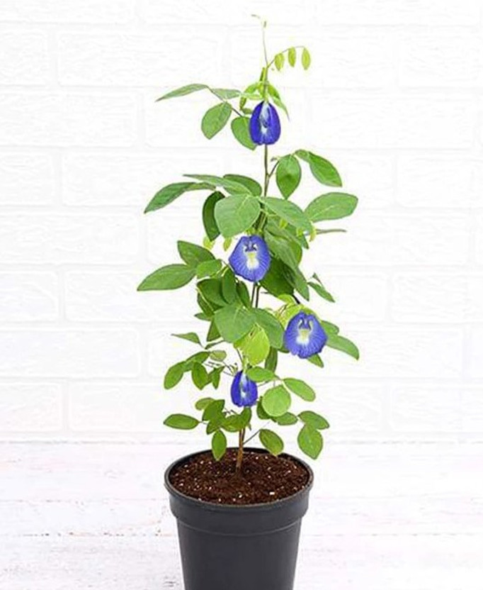 GreenBits Aparajita/ Butterfly Pea Plant  sapling(Hybrid, Pack of 1)