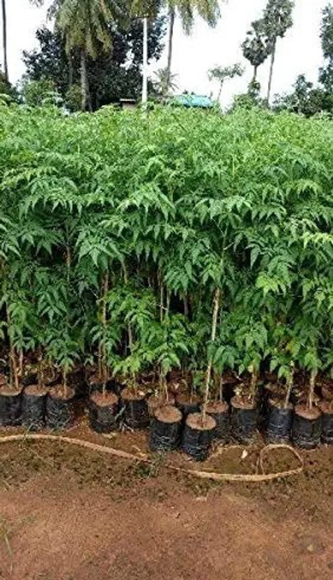 GreenLife Neem Plant(Hybrid, Pack of 1)