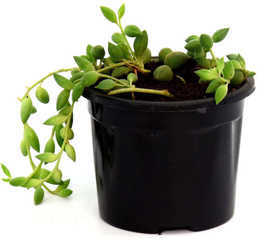 India Gardening String of Pearls(Hybrid, Pack of 1)