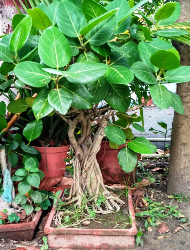 Platone Ficus Bonsai(Hybrid, Pack of 1)