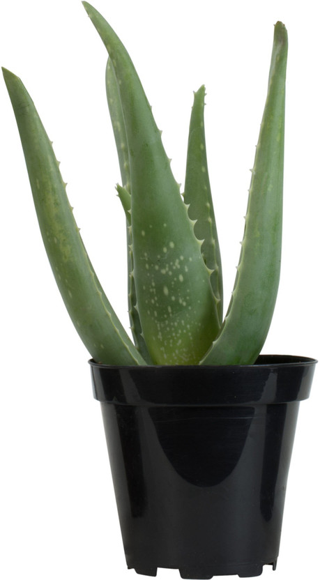 sealok Aloe Vera Plant(Pack of 1)