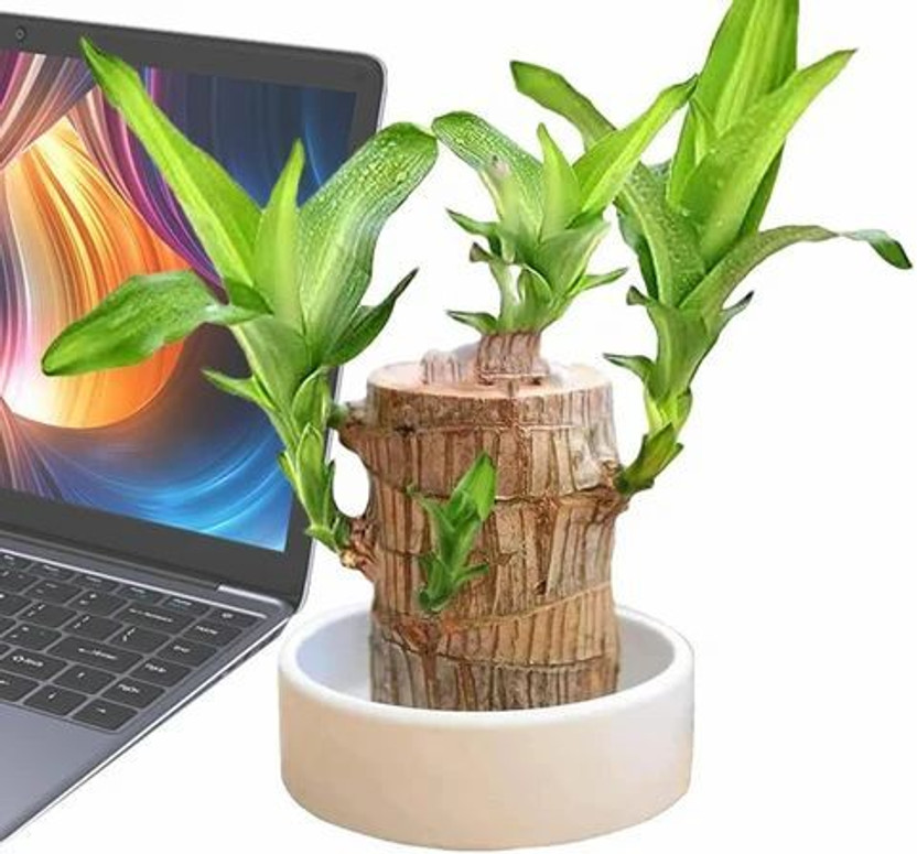 Brazilian lucky wood Mini Brazalian wood(Pack of 1)