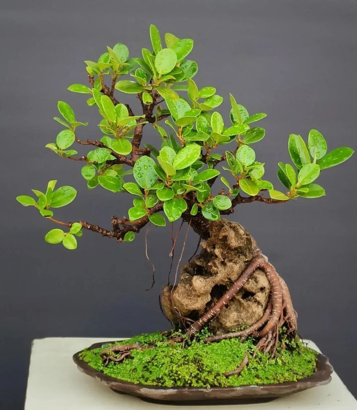 Treeinkle Bonesetter Plant(Hybrid, Pack of 1)
