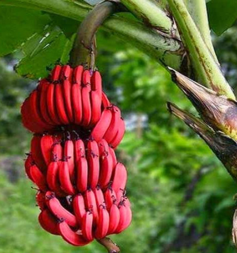 ARGHADIP ARGHADIP NURSERY Banana Plant  sapling(Hybrid, Pack of 1) - Flipkart Deal