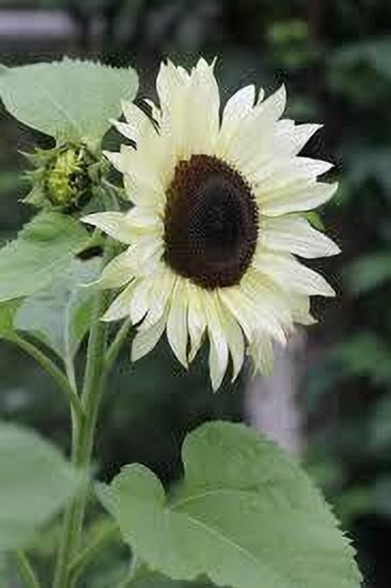 KNursery Sunflower Plant  sapling(Hybrid, Pack of 30)