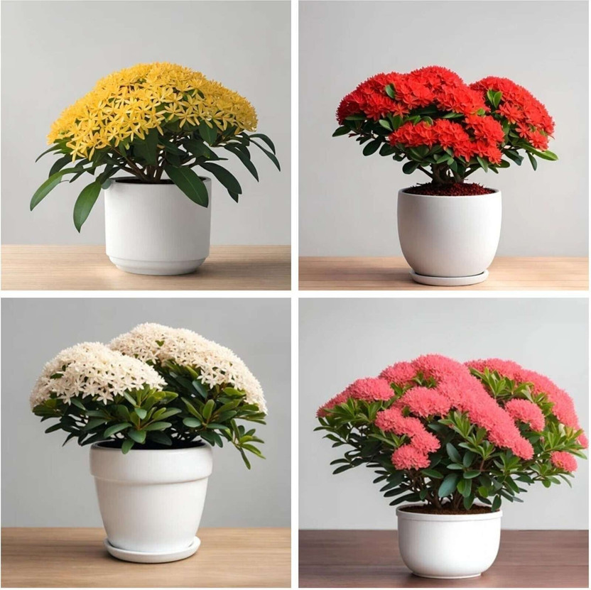 PetalPath Ixora Plant(Hybrid, Pack of 4)