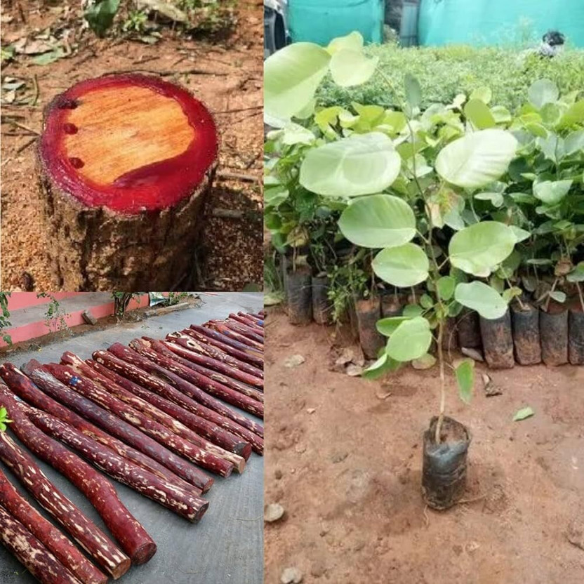Cloud Farm Red Sandalwood Plant(Hybrid, Pack of 3)