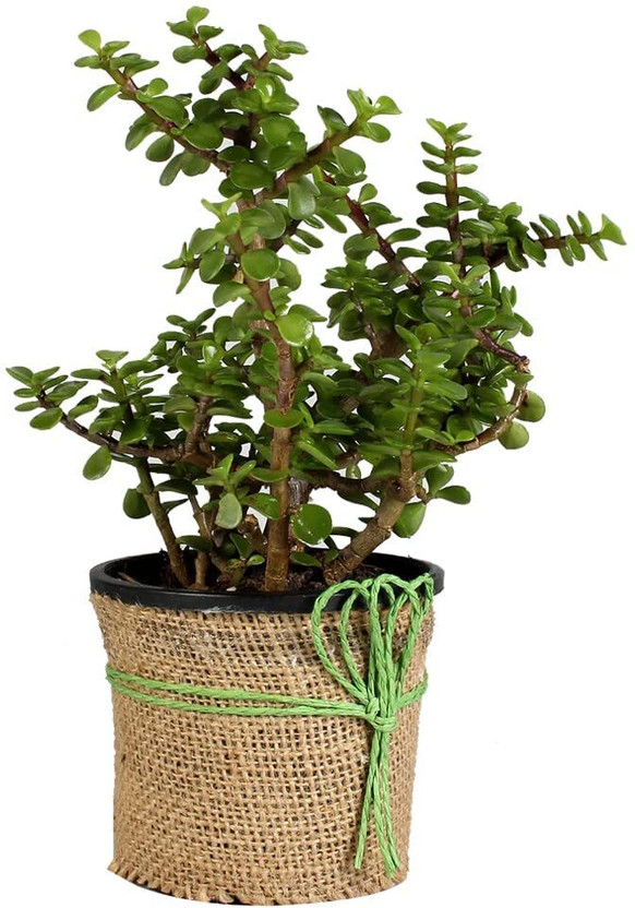 NatureEffect Jade Plant(Pack of 1)
