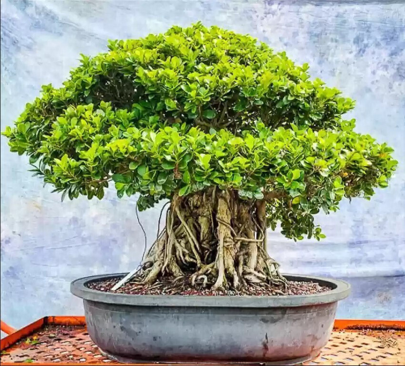 Cloud Farm Ficus Bonsai(Hybrid, Pack of 1)