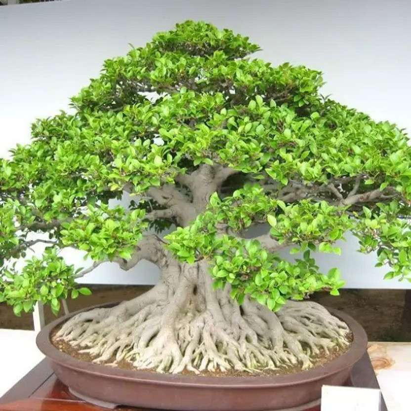 NEW MODERN FARM Ficus Bonsai(Hybrid, Pack of 1)