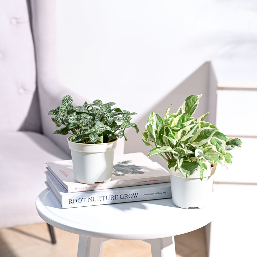 UGAOO UGAOO Fittonia plant, Njoy Money Plant  sapling(Pack of 2) - Flipkart Deal