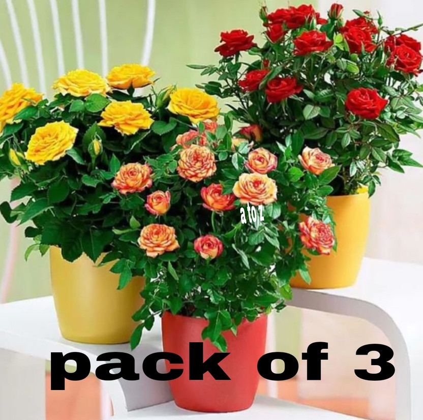ABC Rose Plant(Hybrid, Pack of 3)