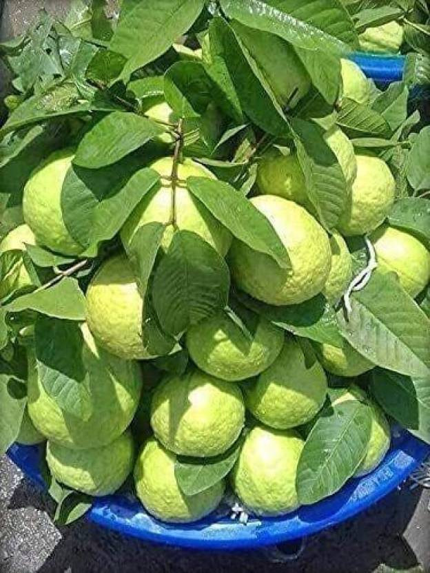 Cloud Farm Guava Plant(Hybrid, Pack of 1)