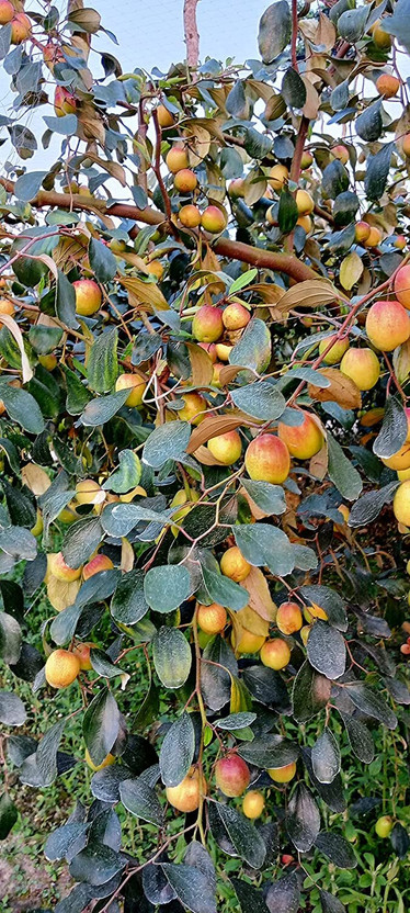 dream shop now Ber Apple Plant(Hybrid, Pack of 1)