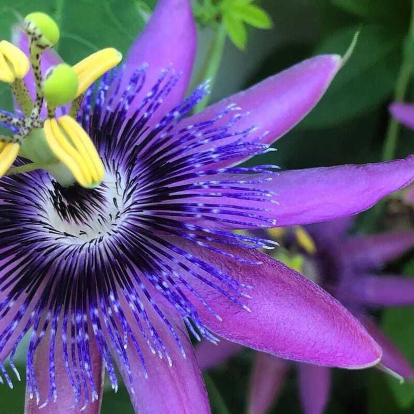 Cloud Farm Passion Plant  sapling(Hybrid, Pack of 1)