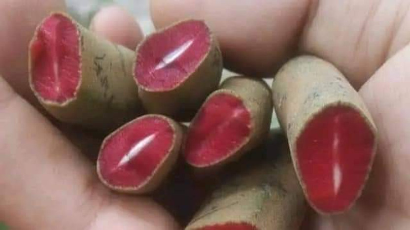 lal tetul Tamarind Plant(Hybrid, Pack of 1)