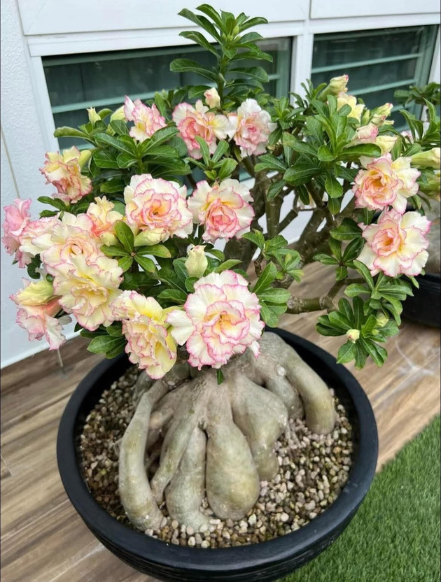 GroWgaach Adenium Plant(Hybrid, Pack of 1)