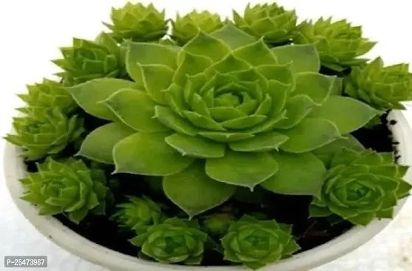 SKDIYA Laxmi Kamal Plant(Hybrid, Pack of 1)