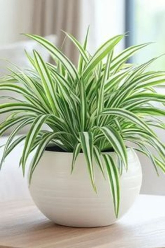MAITRA AND SONS Spider Plant(Hybrid, Pack of 1)