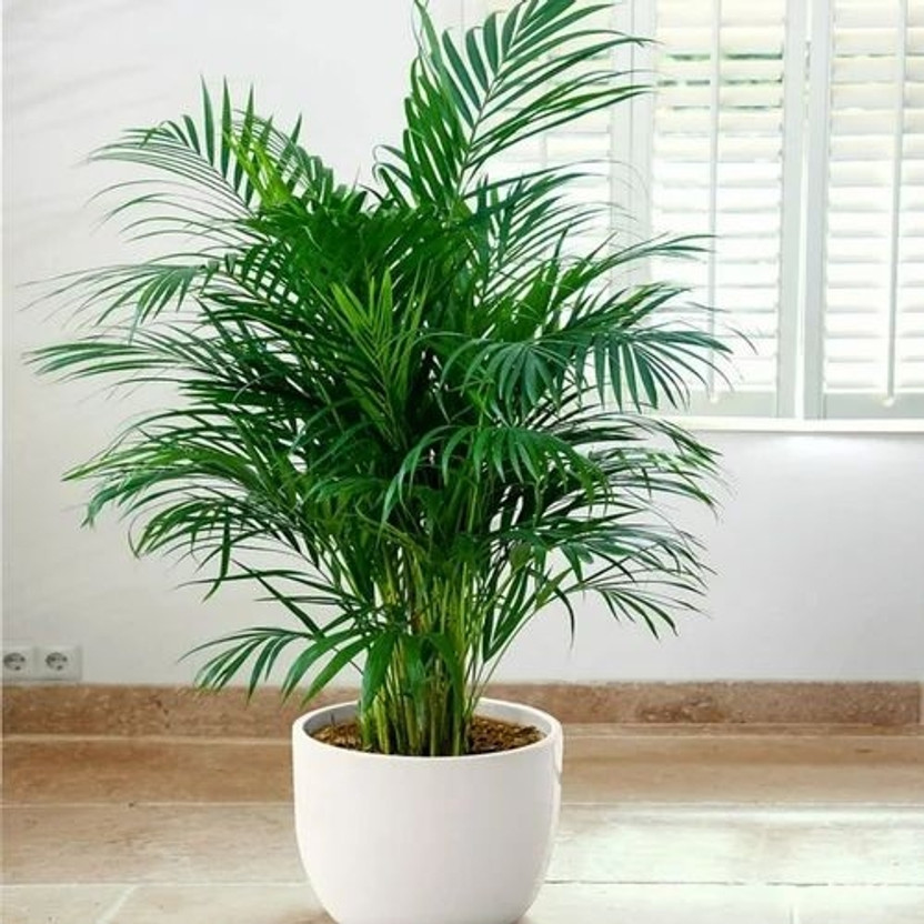 Cloud Farm Areca Palm(Hybrid, Pack of 1)