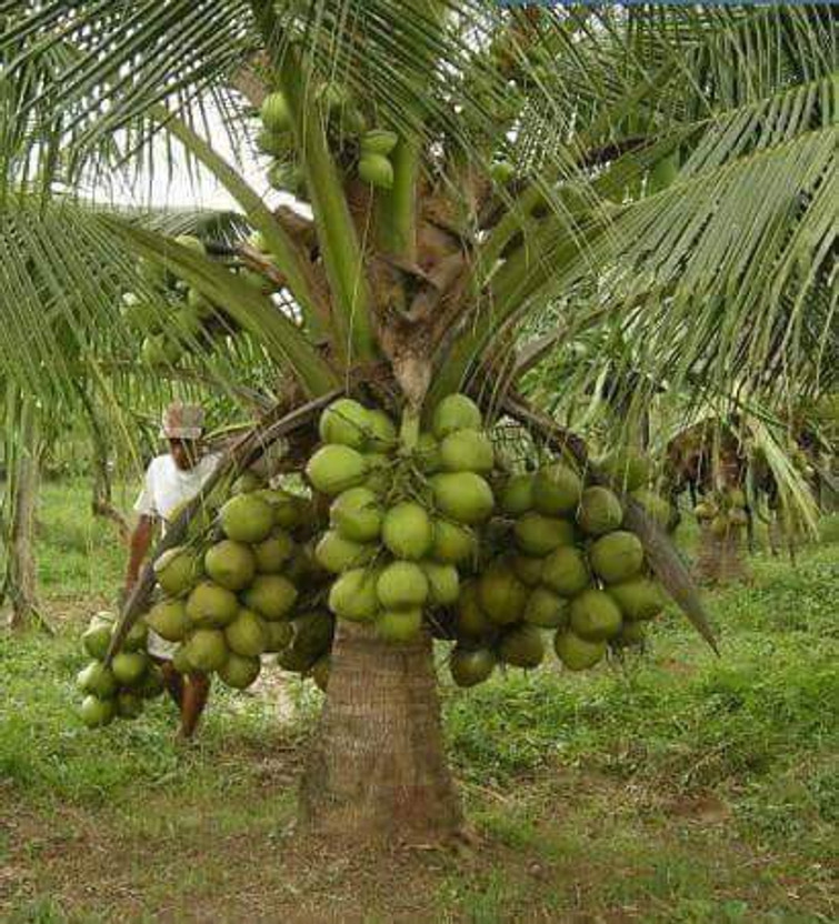 Grafted Green Dwarf Coconut Plant(Hybrid, Pack of 2)