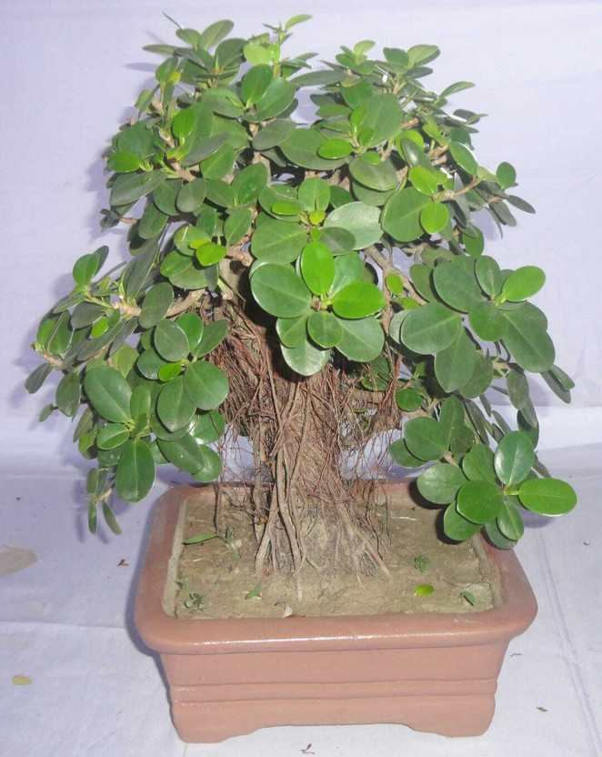 NEW DEBNATHNURSERY Ficus Bonsai  sapling(Hybrid, Pack of 1)