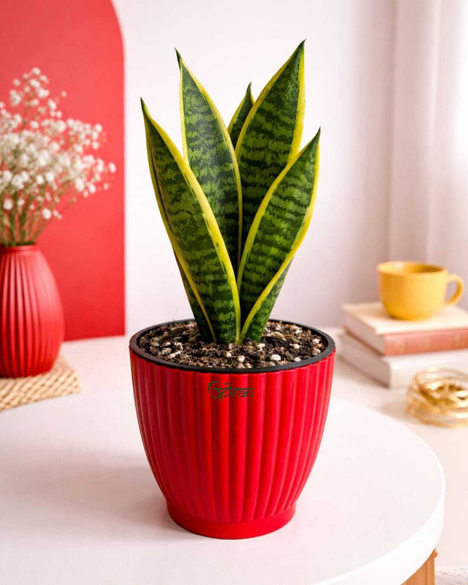 UPVAN Snake Plant(Pack of 1)