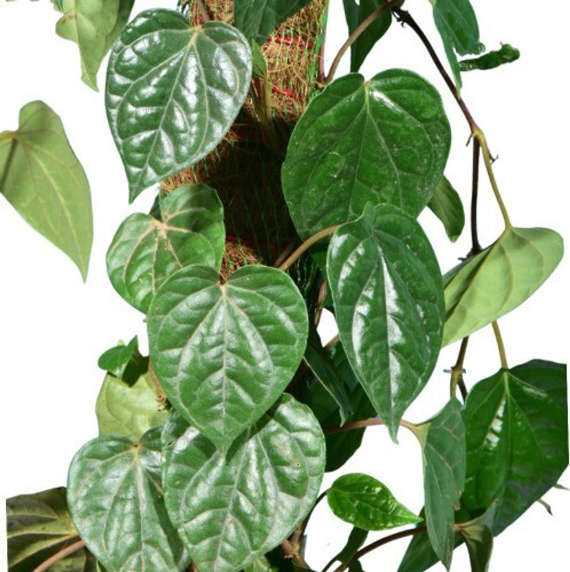 Risenshine Betal Leaf Plant  sapling(Hybrid, Pack of 1)