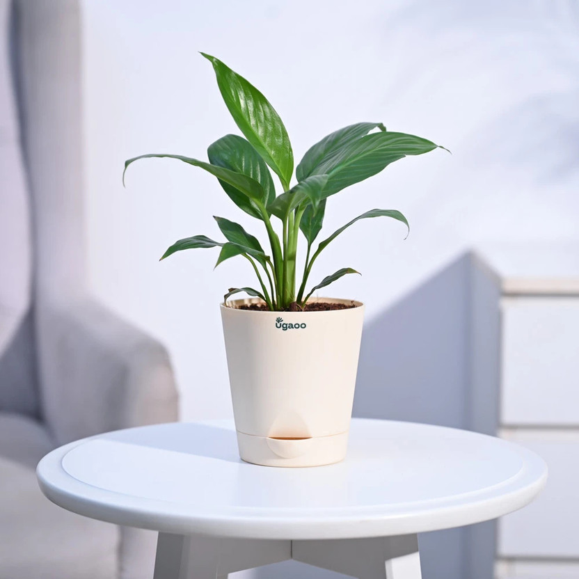 UGAOO UGAOO Peace Lily Plant  sapling(Pack of 1) - Flipkart Deal